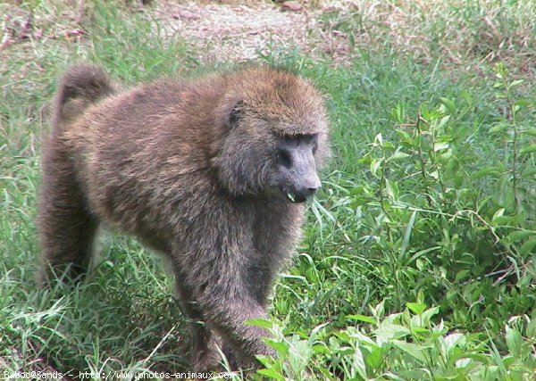 Photo de Singe - baboin