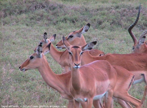 Photo d'Impala