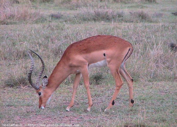 Photo d'Impala