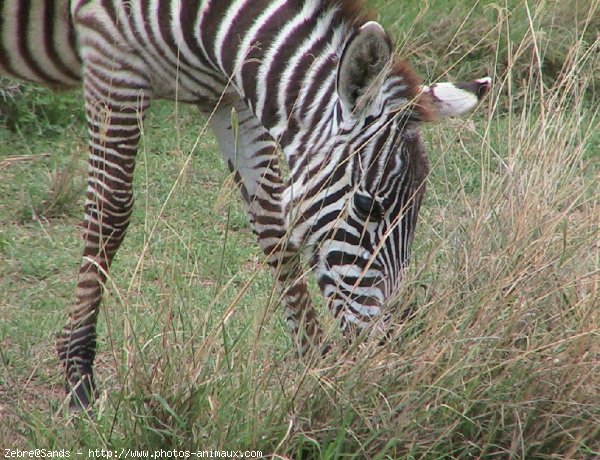 Photo de Zebre