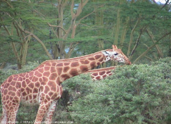 Photo de Girafe