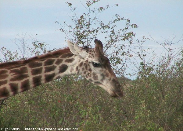 Photo de Girafe