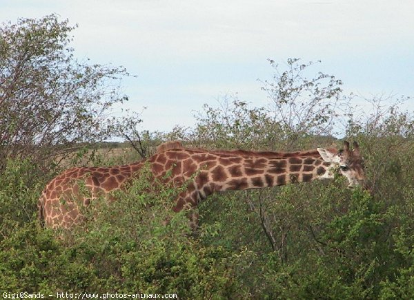 Photo de Girafe