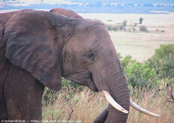 Photo d'Elphant d'afrique