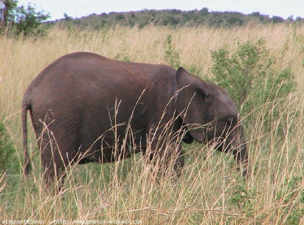 Photo d'Elphant d'afrique