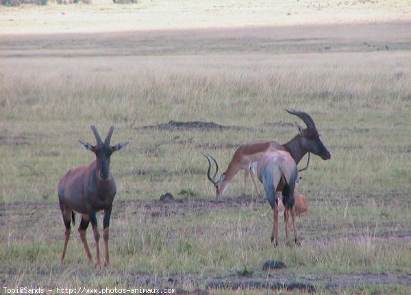 Photo de Gazelle