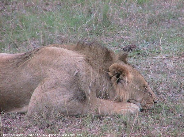 Photo de Lion