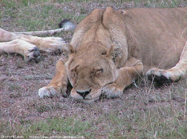 Photo de Lion