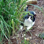 Photo d'American shorthair