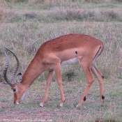 Photo d'Impala