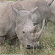 Photo de Rhinocros