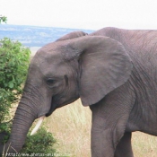 Photo d'Elphant d'afrique