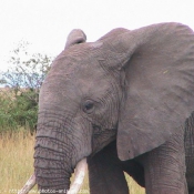 Photo d'Elphant d'afrique