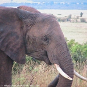 Photo d'Elphant d'afrique