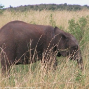 Photo d'Elphant d'afrique