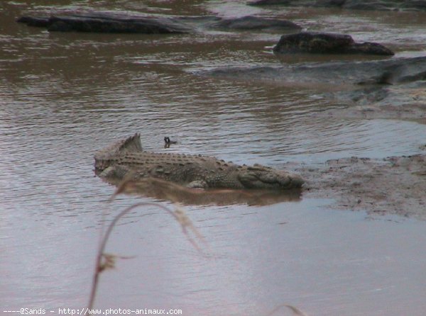 Photo de Crocodile