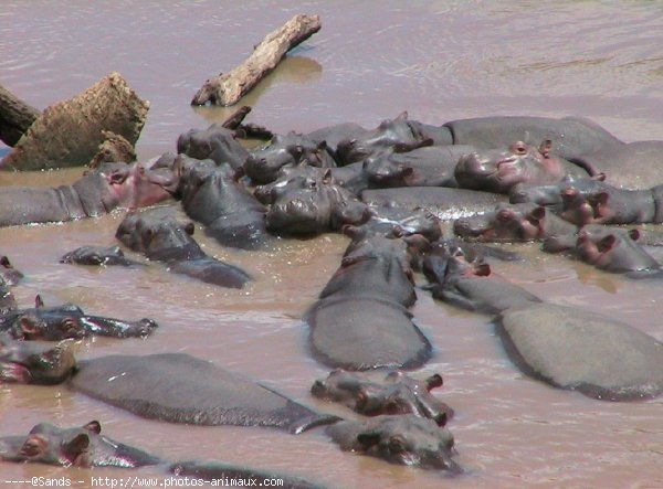 Photo de Hippopotame