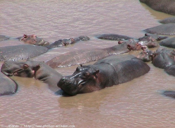 Photo de Hippopotame