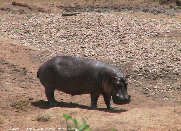 Photo de Hippopotame