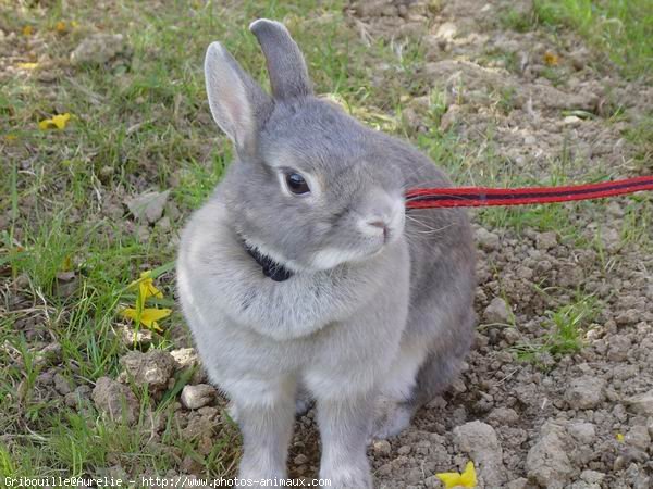 Photo de Lapin