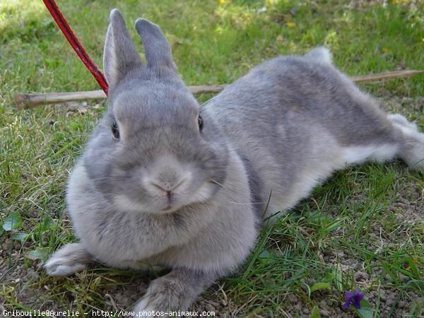 Photo de Lapin