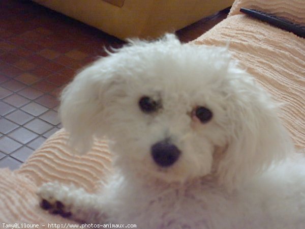 Photo de Bichon  poil fris