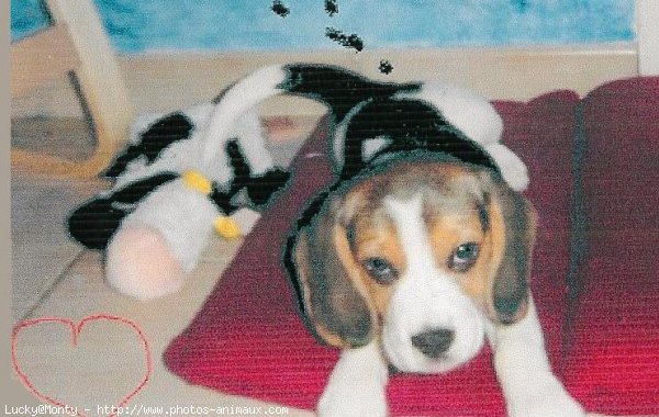 Photo de Beagle