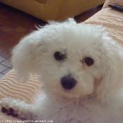 Photo de Bichon  poil fris