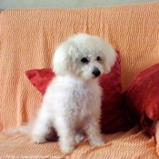 Photo de Bichon  poil fris