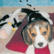 Photo de Beagle