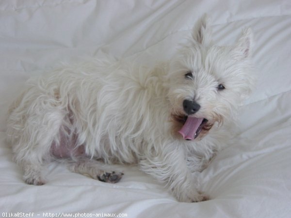 Photo de West highland white terrier