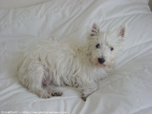 Photo de West highland white terrier