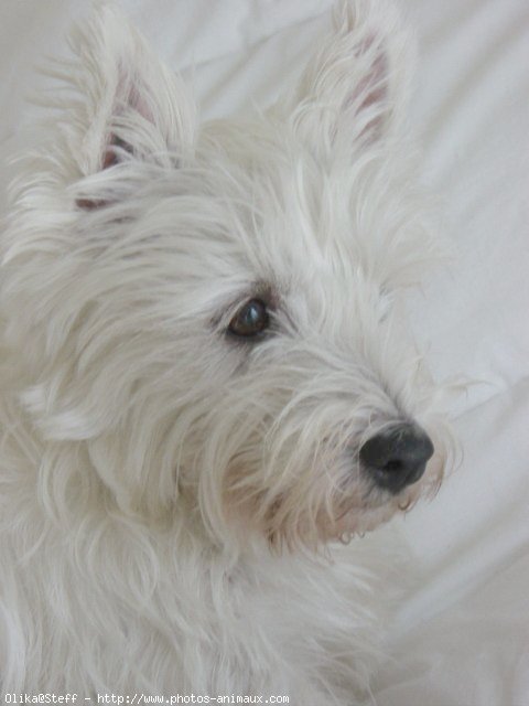 Photo de West highland white terrier