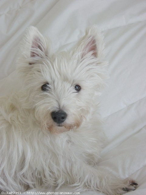 Photo de West highland white terrier