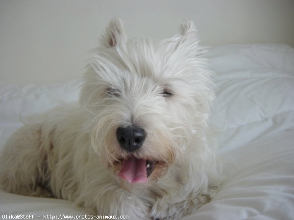 Photo de West highland white terrier