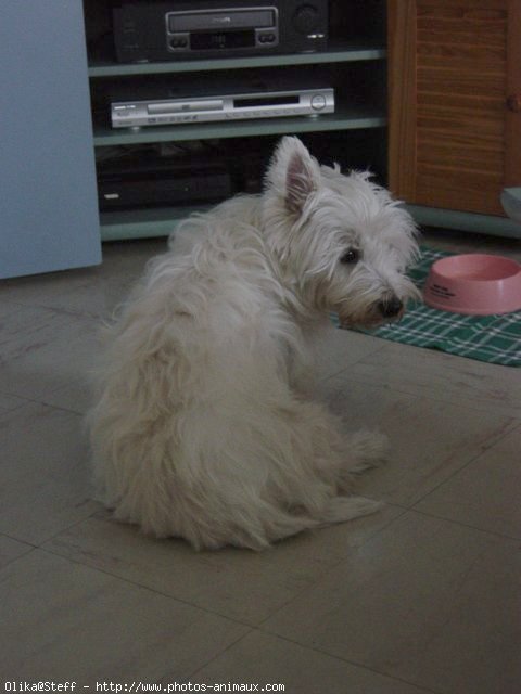 Photo de West highland white terrier