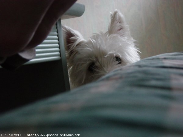 Photo de West highland white terrier