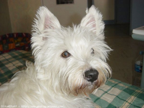 Photo de West highland white terrier