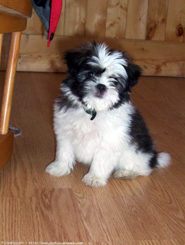 Photo de Shih tzu