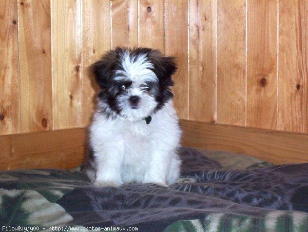 Photo de Shih tzu