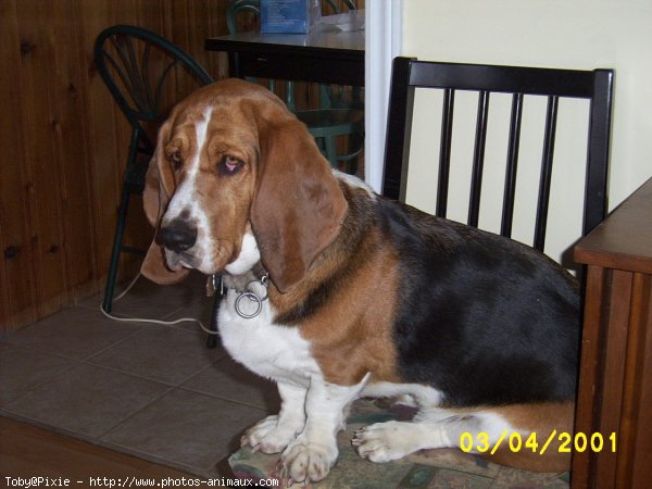 Photo de Basset hound