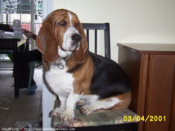 Photo de Basset hound