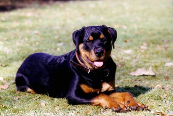 Photo de Rottweiler