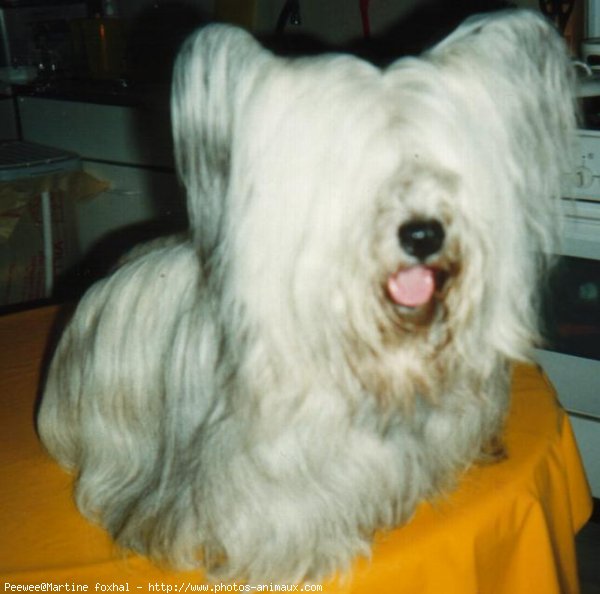 Photo de Skye terrier