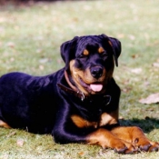 Photo de Rottweiler