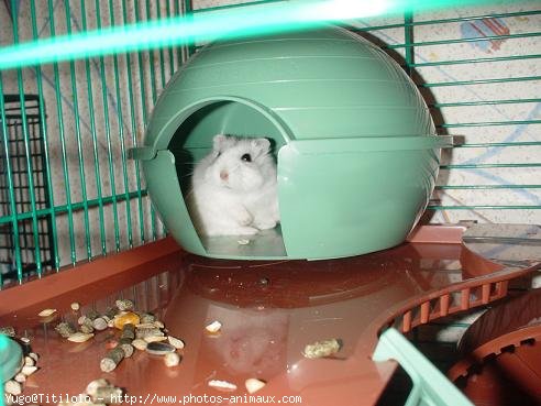 Photo de Hamster