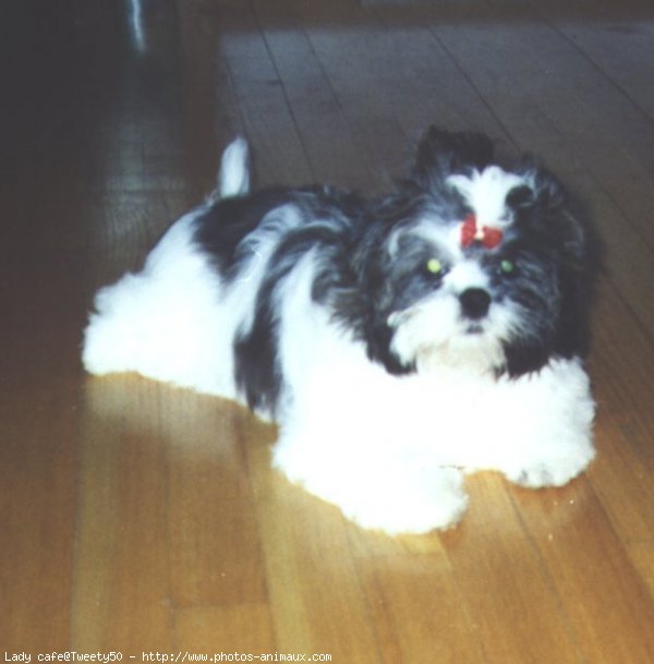 Photo de Lhassa apso