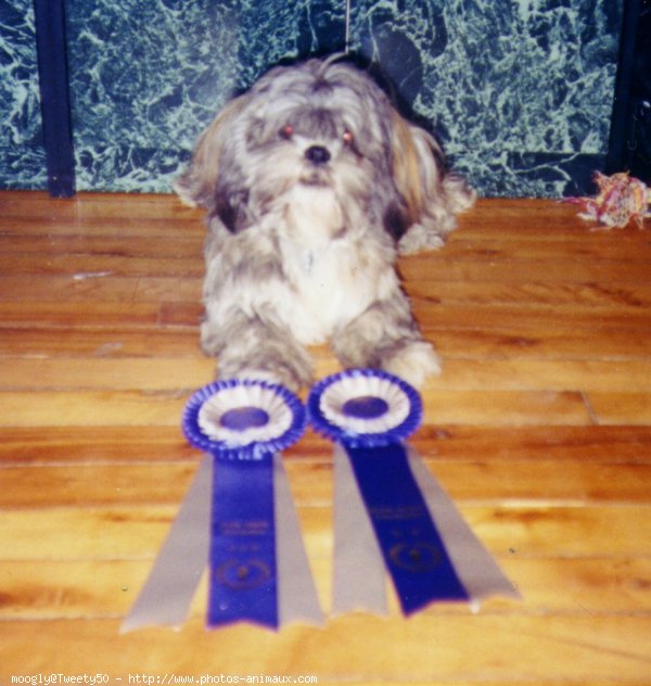 Photo de Lhassa apso