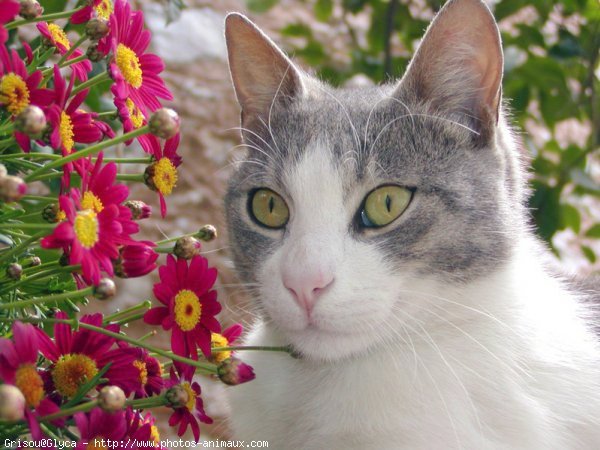 Photo de Chat domestique