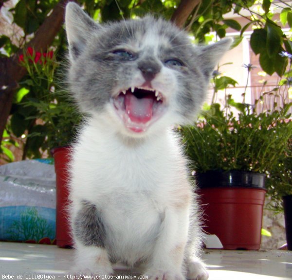 Photo de Chat domestique